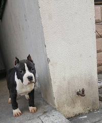 ������ֽ˹����С�����¼�