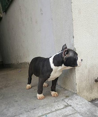 ������ֽ˹����С�����¼�