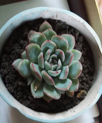 ��ѧУ��ֲ��