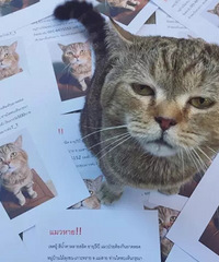 刚打印好寻猫启示 猫哭丧着脸回来了