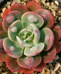 �þ�û��¶������