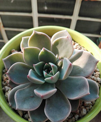 �ҵĶ���С��԰