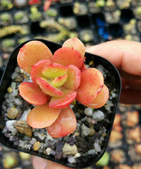 �ɶ������