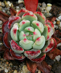 �ɶ������