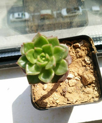 ֻ����ô����