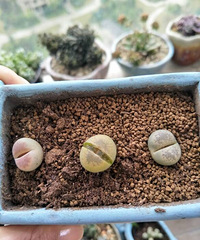 ƨƨ��������