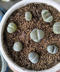 ƨƨ��������