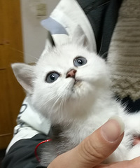 换猫
