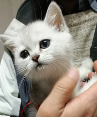换猫