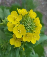 �л�����ֱ����