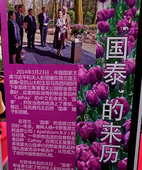 国宝级郁金香在杭州 风雨无阻去观赏