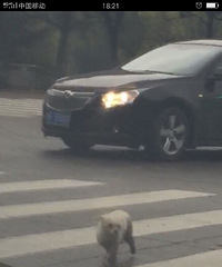 桐乡寻狗启示