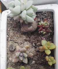 ������Ҷ����