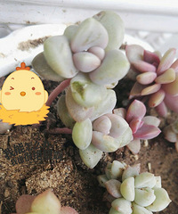 ������Ҷ����