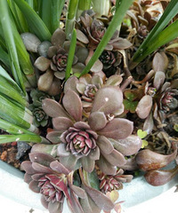 ɢ���Ķ���