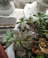 ɢ���Ķ���