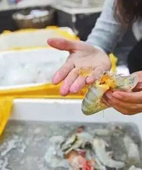 "央视曝光!水产市场惊现注胶冷冻虾!如何识别"