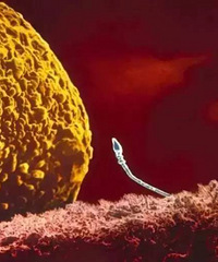 ���������ӽ�ϵ�ȫ���̡�̫����