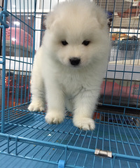 �ĸ�������Ħ������������