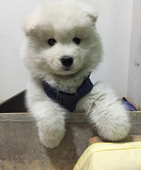 �ĸ�������Ħ������������