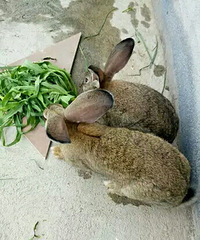 3�����ҵ�Ұ��80Ԫһֻ