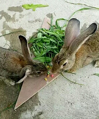 3�����ҵ�Ұ��80Ԫһֻ