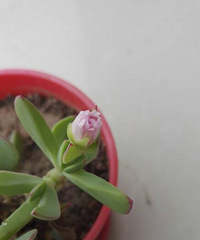 зǯҲ������