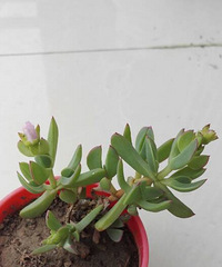 зǯҲ������