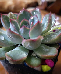 ����ӵ�С����