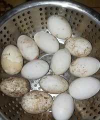 �����ǰ�С������ģ����Ӷ��ˣ�ûҪ�꣬��