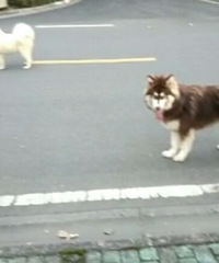 ת�ú�ʮ�ְ�����ĸ