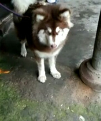 ת�ú�ʮ�ְ�����ĸ