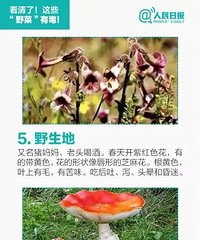 "没吃几口,宁波男子就中毒了!清明将至,这种野菜千万别吃,有剧