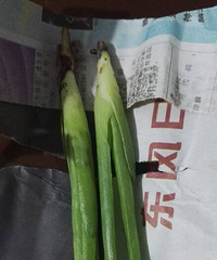 收到花友送的芦荟苗了啊