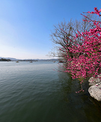 杭州之我色27——曾经沧海难为水 常恋他年及时花2