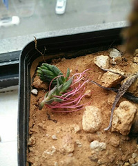 ���Ҳ̫������