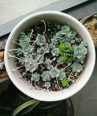 ɱ��֮�󣬰�����