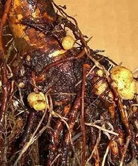 换盆修根,让植物更好生长