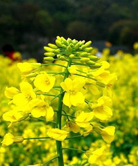 "杭州哪里油菜花最多?路边的油菜花你快看过来~"