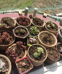 ����ӣ������