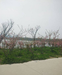 ��ɹ΢���˶��������˰���ģʽ��