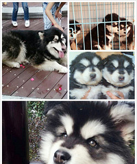 ���Ͱ���˹��