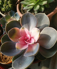 ���ԵĶ���