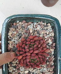 ��ź챦ʯ1.1Ԫ��1.1Ԫ��1.1Ԫ��