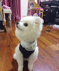 Ѱ��Ů����