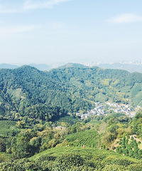 活久见 杭州附近的这座山听说有棵千年古杏树