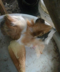 ���� ����