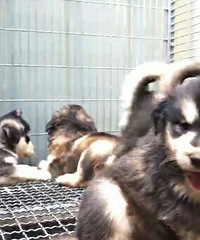 ���Ͱ���˹��