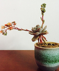 �����ͻ�