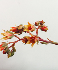 �����ͻ�